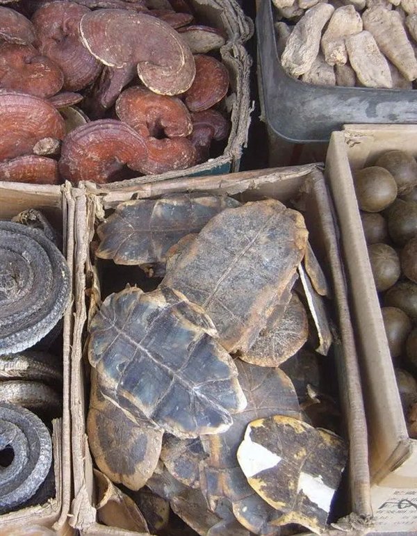 9人死亡78人住院 非洲人吃海龟集体中毒：知道中国人为啥不吃了吧